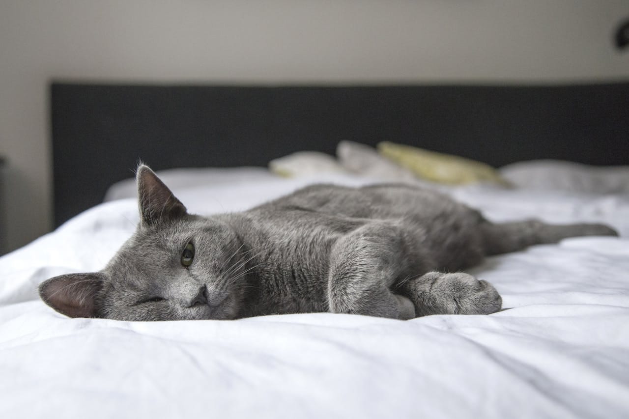 Hoelang de kat binnenhouden na een verhuizing?
